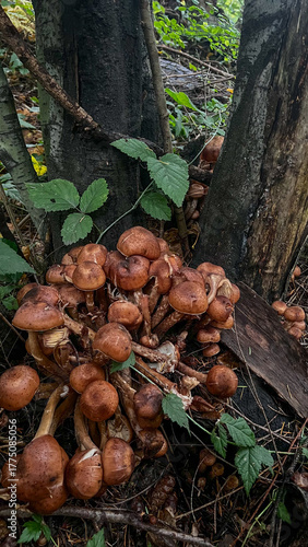 Dense cluster of honey fungus (Armillaria mellea) mushrooms with brown convex caps erupts from dark tree trunk base in verdant forest undergrowth