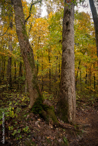 Guardians of the Autumn Path
