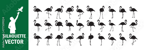 Flamingo Bird Silhouettes. Various Poses Set