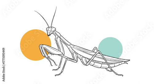 Line art illustration of a praying mantis with orange and teal circles on a white background.
