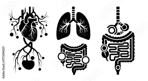Stylized illustrations of human organs: heart, lungs, and intestines.