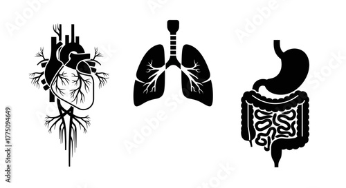 Heart, lungs, and digestive system icons in black and white.
