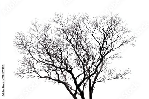 Wallpaper Mural Dramatic silhouette of leafless tree branches against white background. Minimalist natural form for graphic design stark botanical illustration and artistic design concept composition visual element. Torontodigital.ca