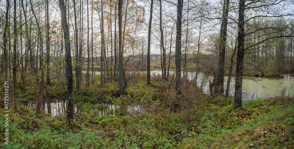 Fototapeta premium autumn swamp in the forest