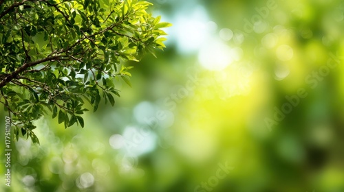Lush green leaves against a blurred background, capturing the essence of nature and tranquility in a vibrant, sunlit environment.