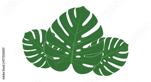 Graphical monstera plant arrangement on a white background, ideal for designs that want to bring a