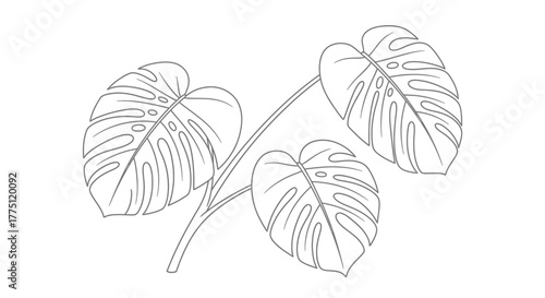 Minimalistic monstera leaf illustration representing botanical simplicity and elegance