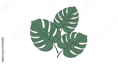 Minimalist illustration showcasing three monstera leaves with distinct fenestrations against white