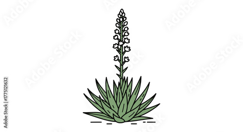 Line art illustration of blooming agave plant with its majestic flowering stalk
