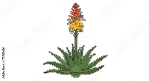 Striking vector illustration of a vivid aloe plant with vibrant flowers on white backdrop