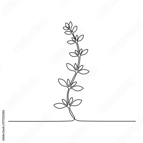 Minimalist Thyme Herb Sprig Line Drawing. Line art. Illustration