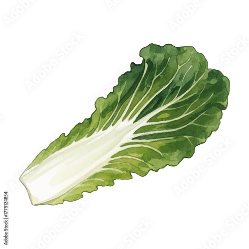 Watercolor-style Chinese cabbage illustration／白菜