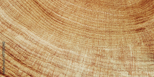 Photography Close Up of Wooden Tree Rings with Natural Texture, Banner with tree rings at natural growth patterns and textures of wood