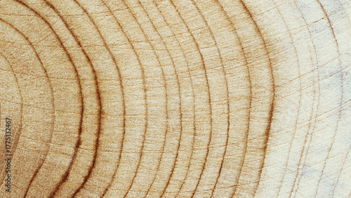 Photography Wooden annual rings texture natural background, waves shape of timber tree as minimal nature pattern, banner