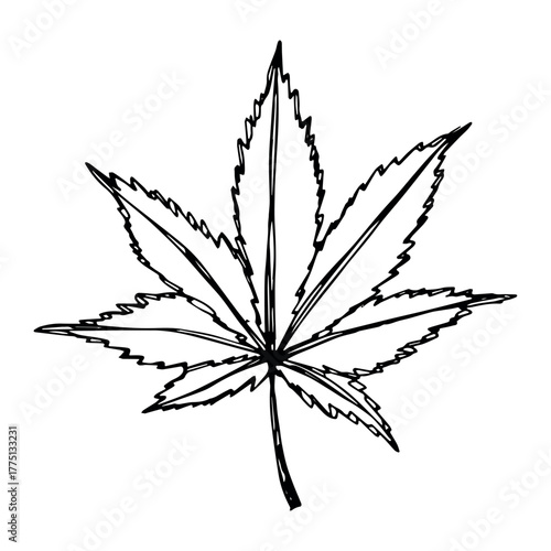 Hand drawn cannabis leaf Medicine marijuana Hemp leaves clipart in doodle style Single element for print, web, design, decor