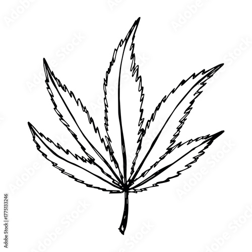 Hand drawn cannabis leaf Medicine marijuana Hemp leaves clipart in doodle style Single element for print, web, design, decor
