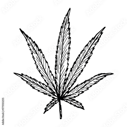 Hand drawn cannabis leaf Medicine marijuana Hemp leaves clipart in doodle style Single element for print, web, design, decor