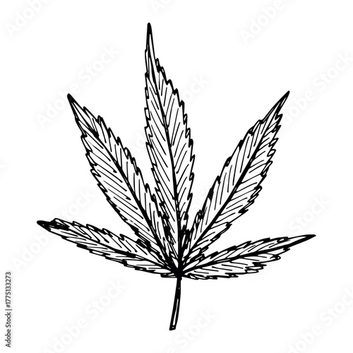 Hand drawn cannabis leaf Medicine marijuana Hemp leaves clipart in doodle style Single element for print, web, design, decor