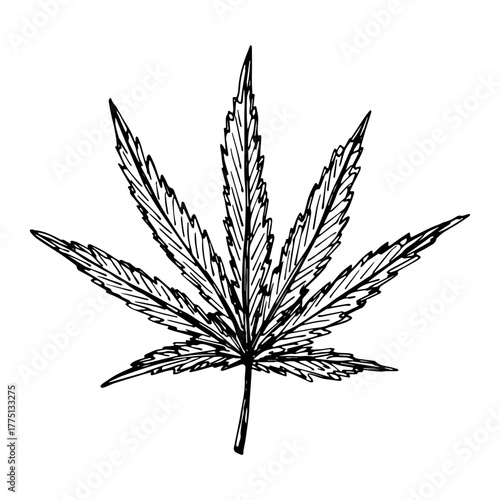 Hand drawn cannabis leaf Medicine marijuana Hemp leaves clipart in doodle style Single element for print, web, design, decor