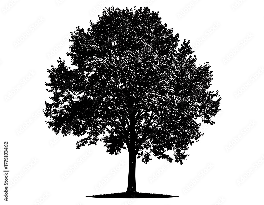 Fototapeta premium Black and white silhouette of a leafy tree with a thick trunk, isolated on white