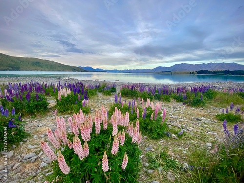 Vibrant Pink and Purple Lupins Blooming on the Shore of Lake Tekapo with Turquoise Water and Mountain Background