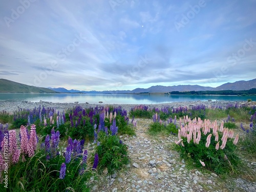 Vibrant Pink and Purple Lupins Blooming on the Shore of Lake Tekapo with Turquoise Water and Mountain Background
