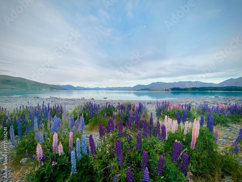 Vibrant Pink and Purple Lupins Blooming on the Shore of Lake Tekapo with Turquoise Water and Mountain Background