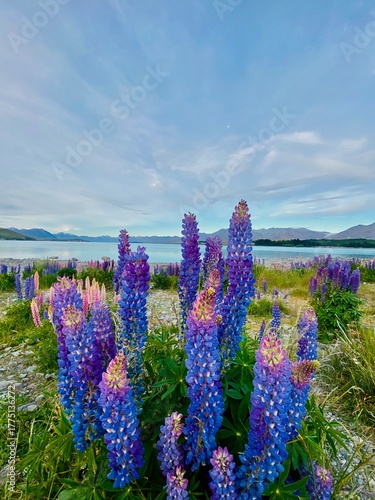 Vibrant Pink and Purple Lupins Blooming on the Shore of Lake Tekapo with Turquoise Water and Mountain Background