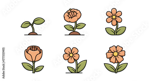 Cartoon sequence showing flower growth stages. From seedling to blooming orange flowers