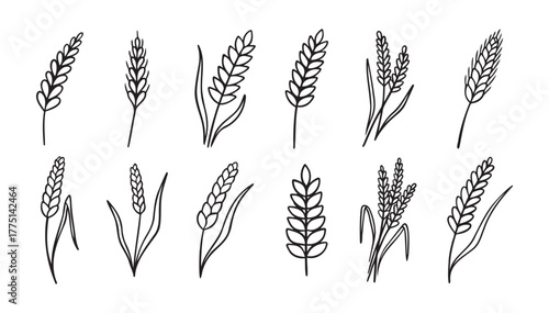 wheat and rye ripe doodle hand drawn icon set. Outline drawing wheat and rye ripe line clipart symbol collection