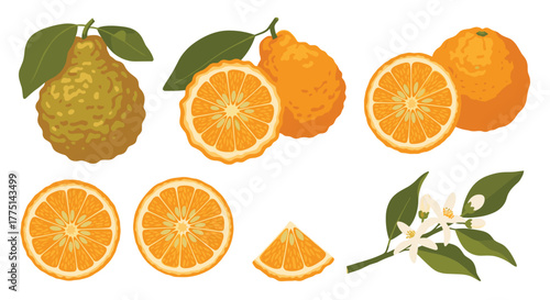 Vector illustration set of citrus fruits, including bergamot, whole and sliced mandarin oranges, and citrus blossoms.