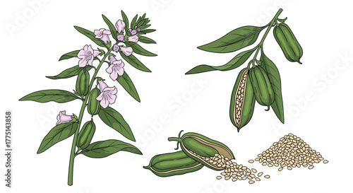 Botanical illustration of a sesame plant showing its blooming flowers, green pods, and a pile of harvested sesame seeds.