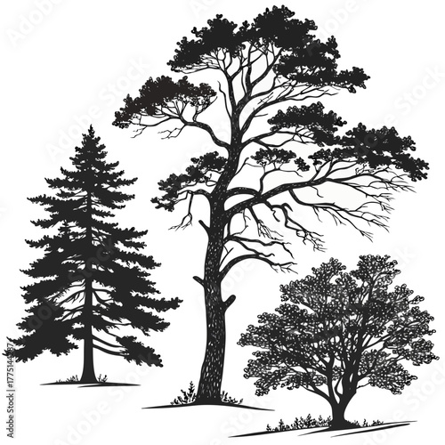 Silhouette of various trees in vector format