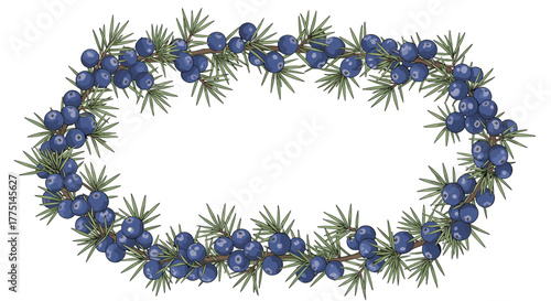 Oval border of green juniper branches with blue berries on a white background.
