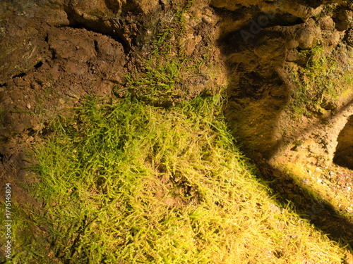 Wallpaper Mural 鍾乳洞 Torontodigital.ca