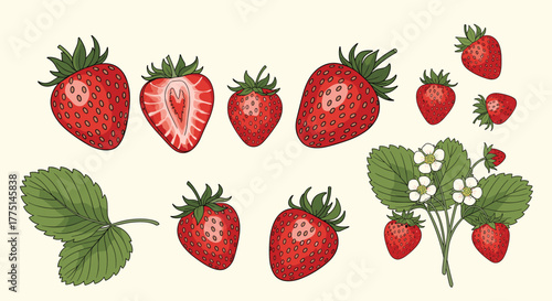 A colorful illustration of different stages of strawberries and their parts, presented on a cream background.