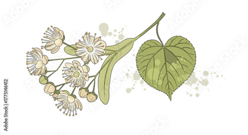 Illustration of linden tree flowers and a leaf with a bract, known for herbal tea and medicinal properties.