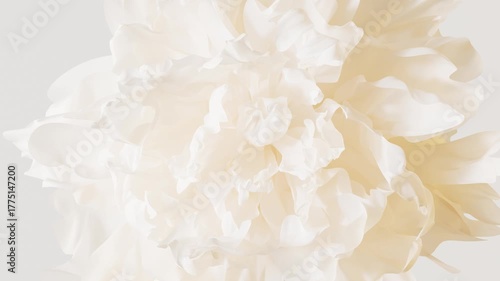 Elegant opening white peony flower time lapse growth, soft delicate petals and natural beauty for botanical or spa design concepts, 3d rendering