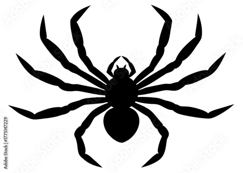 spider on a white background