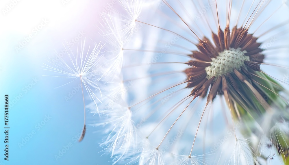 Obraz premium Close-up of delicate dandelion seed head, fluffy white filaments illuminated by soft sun flare against serene blue sky, symbolizing nature's ephemeral beauty and tranquil wishes