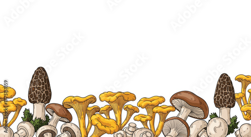 Colorful hand-drawn horizontal border illustration of various mushrooms including morels, chanterelles, and button mushrooms on a white background.