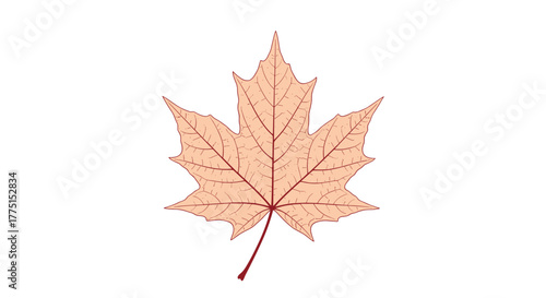 Stylized illustration of a single maple leaf in warm autumn colors, showcasing its iconic five-lobed shape and intricate veining.