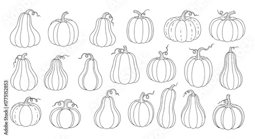 Hand-drawn line art of diverse pumpkins and gourds, ideal for seasonal harvest and holiday illustrations.