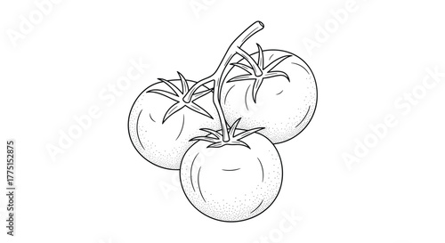 Detailed black and white line art illustration of three ripe tomatoes clustered on a short vine, showcasing their fresh appearance with stippling texture.