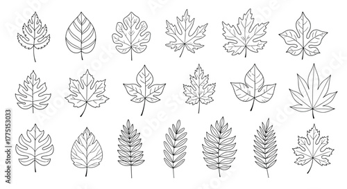 A diverse collection of hand-drawn black and white leaf illustrations, showcasing various shapes and botanical designs on a white background.