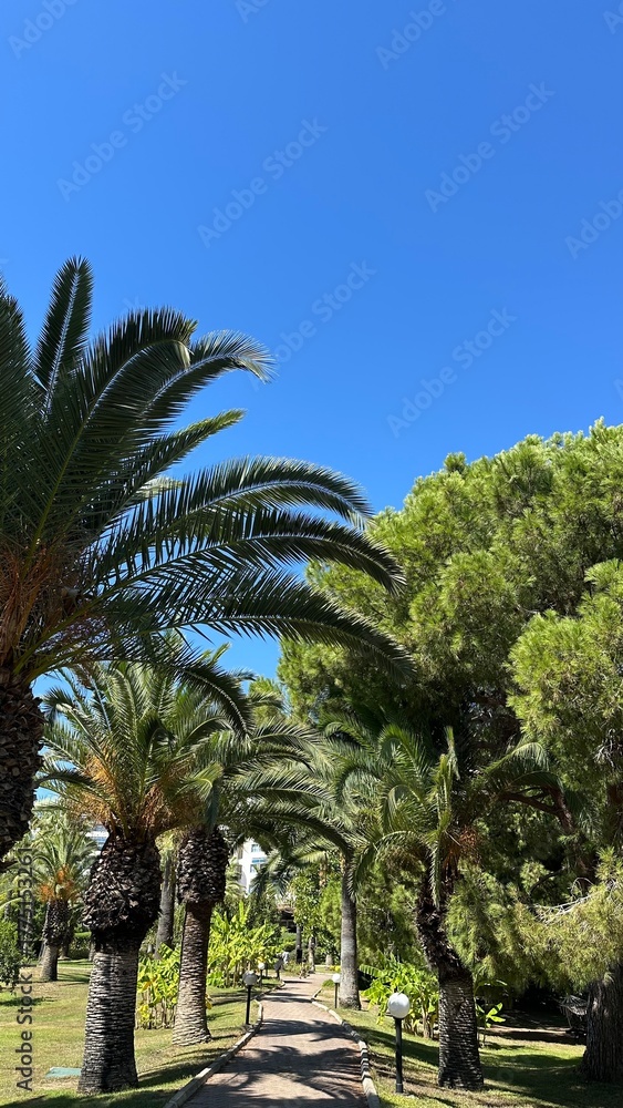Fototapeta premium palm trees in the park