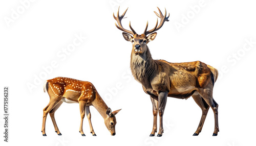 Wild deer pair animal bundle isolated on transparent background