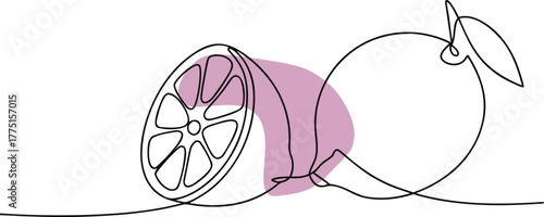 Citrus fruit abstract line art illustration