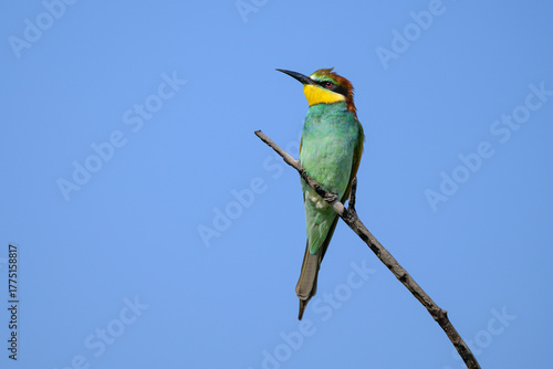 A European bee-eater perched on a branch against a clear blue sky