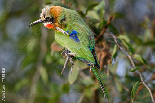 Close up of a white-fronted bee-eater perched on a branch